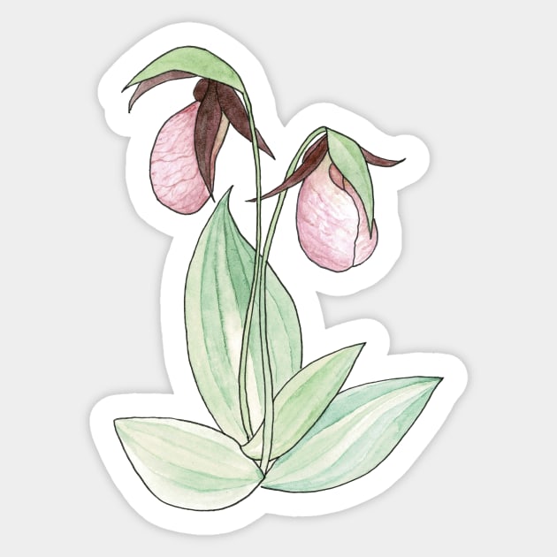 Pink Lady's Slipper Orchid Watercolor Illustration Sticker by Danica Templeton Art